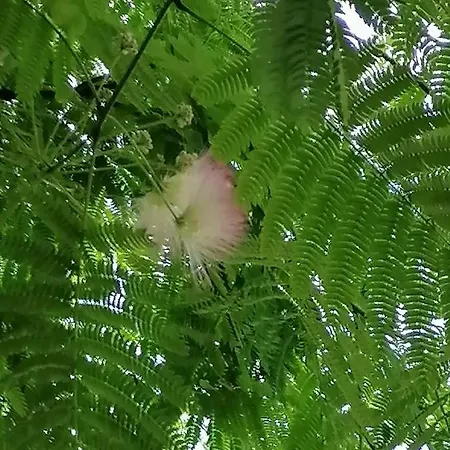 Luxury Private House In Center *