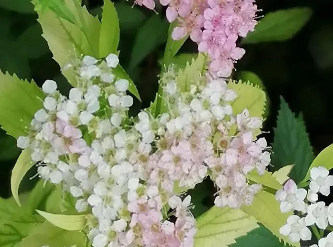 Luxury Private House In Center *