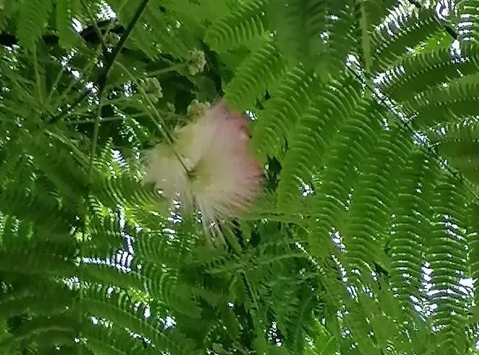 Luxury Private House In Center *