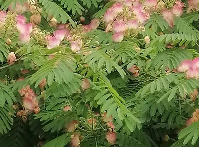 Luxury Private House In Center Apartamento Veliko Tŭrnovo